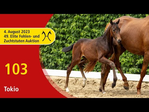 49th Verden Elite Foal -OnLive-Auction- Aug. 4th, No. 103 Tokio by Trussardi - Quantensprung