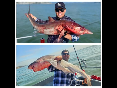 Shark fishing, catching a Soupfin shark and a monster 300lb seven gill shark plus many more!!