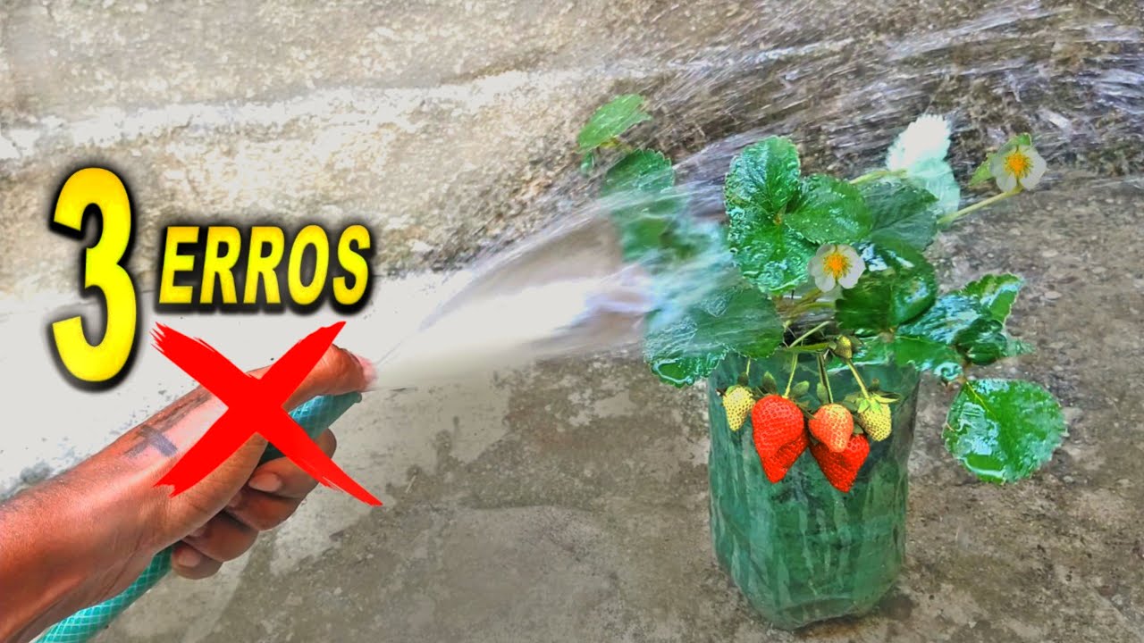 3 ERROS ao Plantar MORANGOS (Super Dicas)