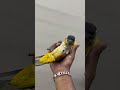 Caique parrot #pakhir_hat #birds #animal #parrot #pets #animals #bird