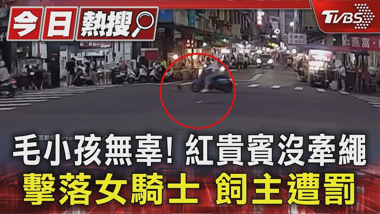 毛小孩無辜! 紅貴賓沒牽繩 擊落女騎士 飼主遭罰｜TVBS新聞 @TVBSNEWS01