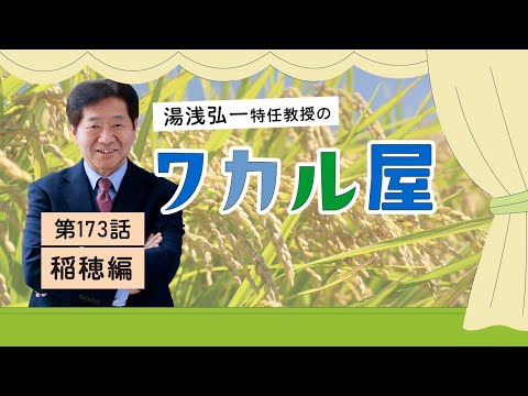 ワカル屋　第173話　稲穂編