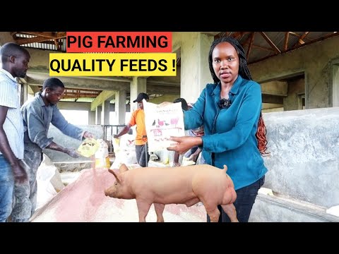 How To Mix BEST PIG Feeds For Faster Growth! (DETAILED)