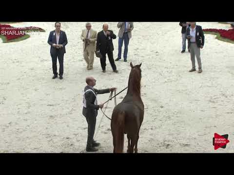 N 322 ZWIEWNY   Sharjah International 2019