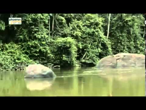 Tief im Regenwald  Im Bann des Kaimans Doku Deutsch über die Kaimane Teil 1