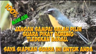 Download lagu suara pikat burung tledekan bakau paling brutal. semua burung tledekan bakal oleng dengan suara ini mp3 Download lagu suara pikat burung tledekan bakau paling brutal. semua burung tledekan bakal oleng dengan suara ini mp3