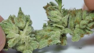 The Sauce - (Strain Review) by Strain Central