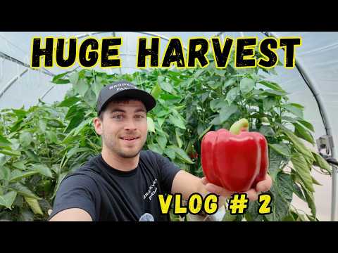 Hydroponic Peppers | Greenhouse Harvest Day- Vlog #2