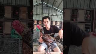 Download lagu TERJUAL KE BANDA ACEH mp3