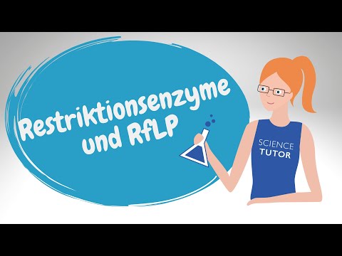 Restriktionsenzyme und RFLP (Restriktionsfragmentlängenpolymorphismus)