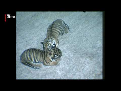 Gouden Tijden - za 17 jun 2017, 07:30 uur [RTV Utrecht]