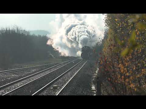 5043 Earl of Mount Edgcumbe christmas white rose