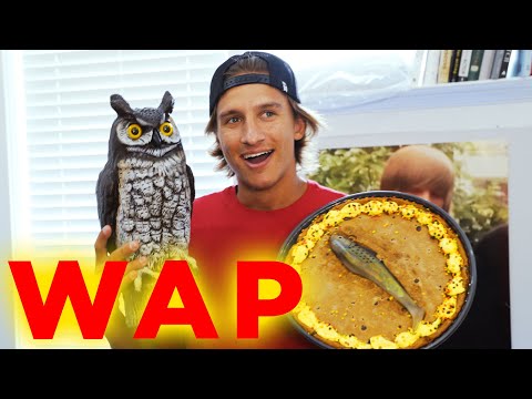 WAP - Cardi B feat. Megan Thee Stalion PARODY