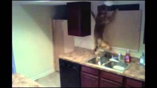 Грандиозный побег!