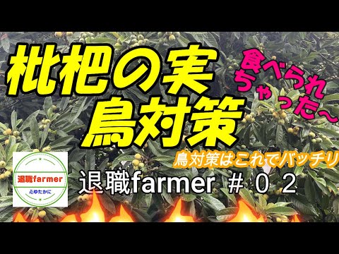 夏に果樹を昆虫や鳥から守るにはどうすればよいですか？編集者によってテストされ承認された 6 つのヒント  庭園