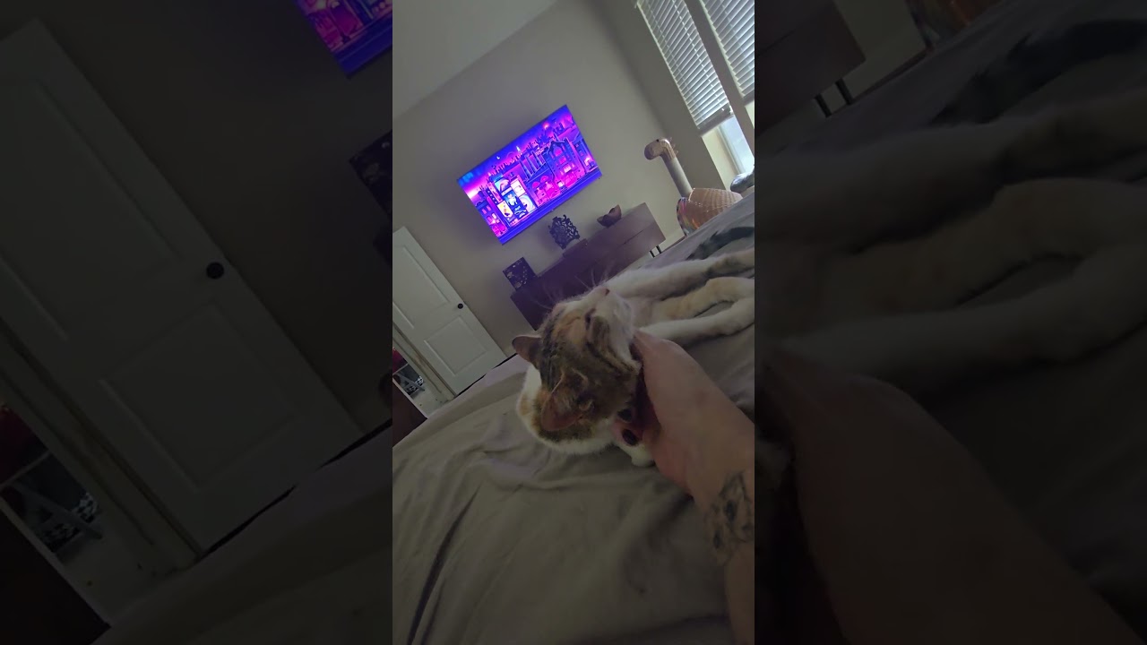 Empress Ibu of Tulamben, an adopted Domestic Short Hair in Bellevue, WA video 5/6