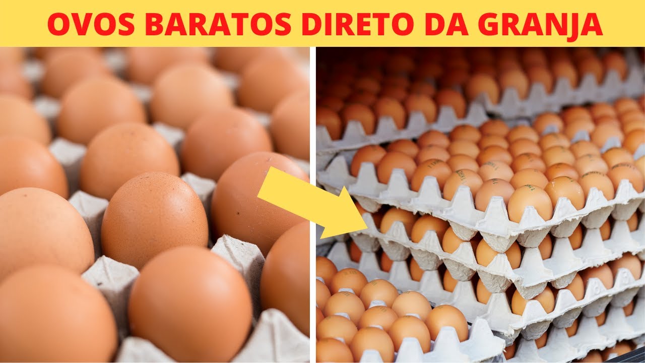 7 Fornecedores de ovos no atacado: Direto da granja ou distribuidora