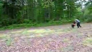 3/5 - Search & Rescue dog training - bark indication