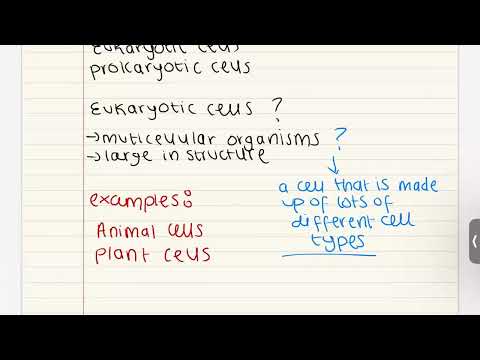 Eximus Education video.