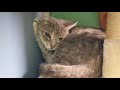 The Grey Tabby Cat Weird Body Contortion
