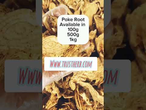 “Unlocking the Magic of Poke Root: Witchcraft and Spiritual Secrets Revealed!”  #PokeRoot #trustherb