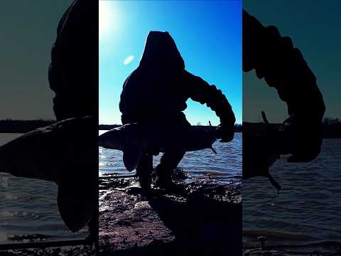 Lake Sturgeon #shorts #fishing #catchandrelease