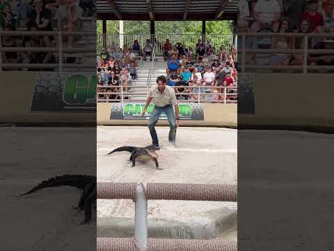 Fearless Alligator Wrangler Grabs Gator by the Tail | Gatorland Adventure #gatorland #alligator