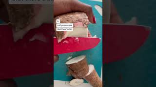 Download lagu Cara Memasak Singkong/Yuca mp3