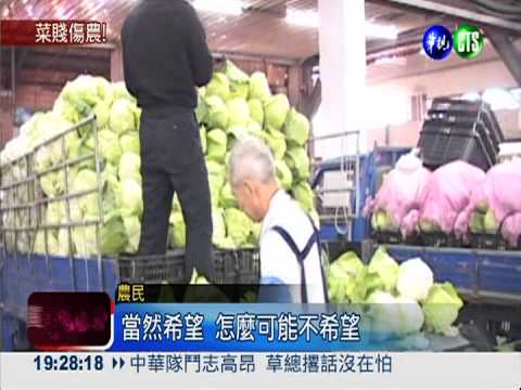 1公斤不到3元! 高麗菜農心淌血