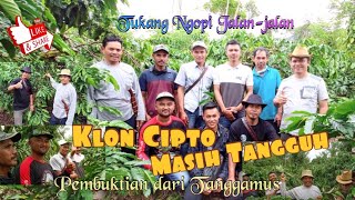 Download lagu KOPI KLON CIPTO MASIH TANGGUH || Pembuktian dari Tanggamus mp3