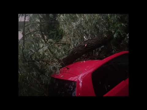 Baum liegt auf Autos nach Unwetter| Regensburg Bayern 01.07.2019