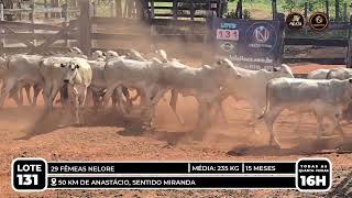 Vídeo LOTE 131