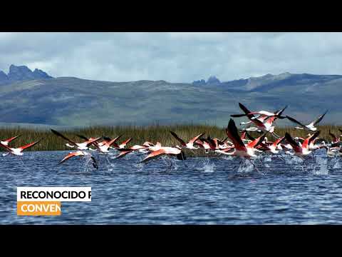 Sorprendente con la RN de Junín