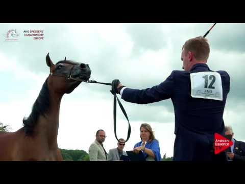 N.12 MIRAGE K.A. - Chantilly 2017 European Breeders'Championship - Yearling Fillies (Class 1B)