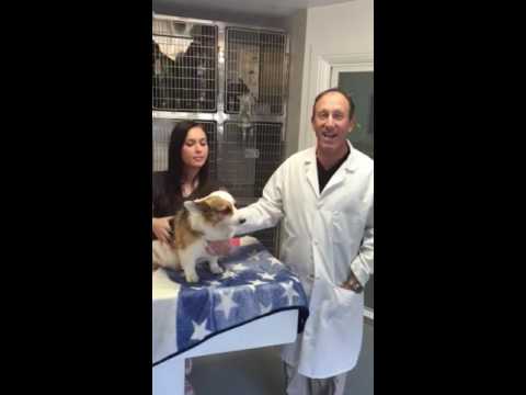 Dr. Belman discusses about dental patient dog