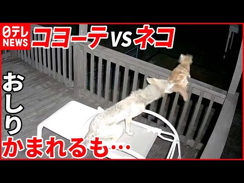 庭を猫から守る: 猫を遠ざけるための 5 つのヒント