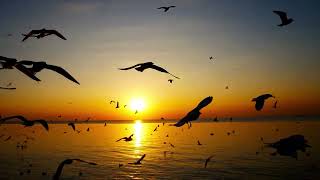Beautiful Nature With Deep Sleep 🌿 Calm & Nature Sound for Stress Release  Relaxin Music #25