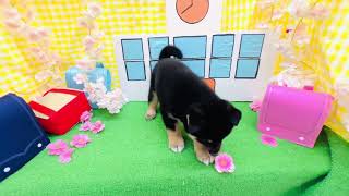 柴犬の動画01