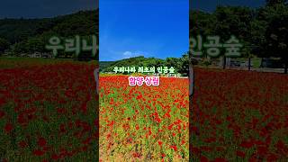 우리나라 최초의 인공숲 함양 상림 #함양상림 #상림공원 #함양가볼만한곳 #최초의인공숲 #sns사진명소