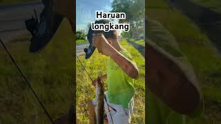 Download lagu Casting Haruan Longkang Tepi Jalan #haruan #gabus #fishing #fishingbrah mp3