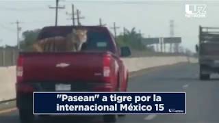 "Pasean" a tigre por la  internacional México 15