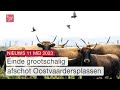 Afschieten edelherten en heckrunderen niet meer nodig en geen besluit kazerne | Dit is Flevoland