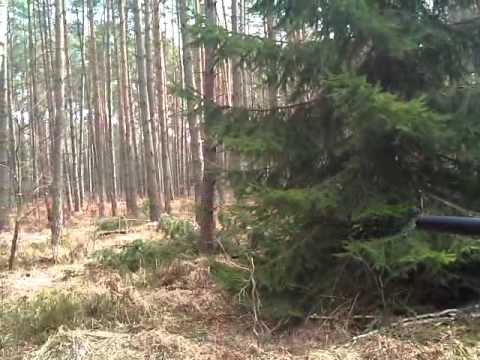 Im wald bei Torgelow