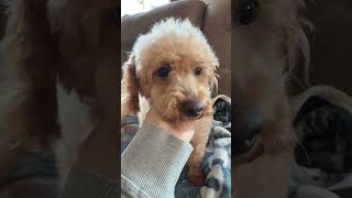 Video preview image #1 Poodle (Miniature) Puppy For Sale in Staten Island, NY, USA