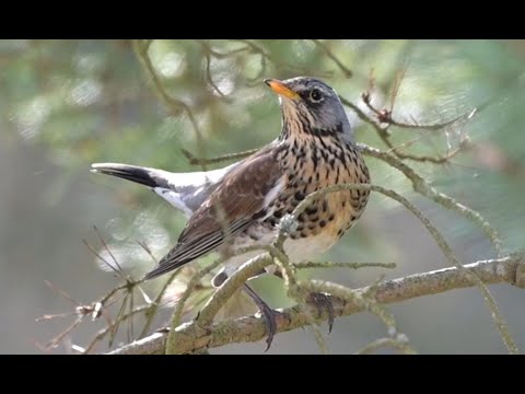 Drozd čvíkota — typické volanie čak-čak-čak