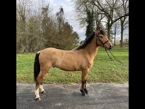 Gelding Other Pony Breed For sale 2019 Buckskin