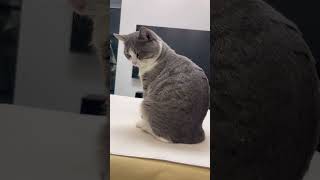 Download lagu #cat #adorably #cuteanimal #catcute #cute #cutecat #funny #cutepet #kitten mp3