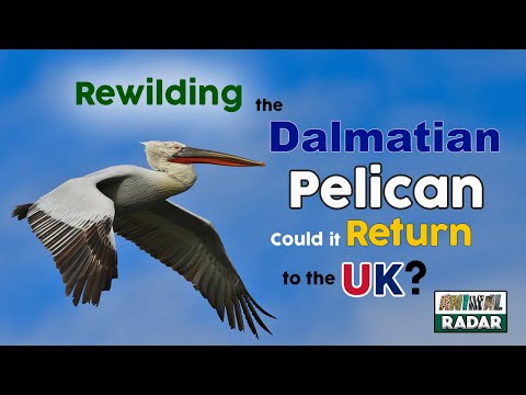 Rewilding Britain with the Dalmatian Pelican - Could the Dalmatian Pelican Return to the UK?