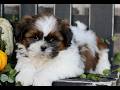 Shih Tzu dogs for sale: Mavis  - Video 1
