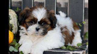 Video preview image #1 Shih Tzu Puppy For Sale in GORDONVILLE, PA, USA